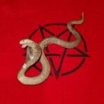 Money Grabbing Cobra Vessel