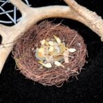 Protection Road Opener Wealth Nest