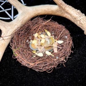 Protection Road Opener Wealth Nest
