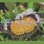 Golden Butterfly Spell